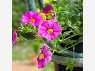 MUNSON-WILLIAMS UNWRAPPED: BLOOMS TO GO!
